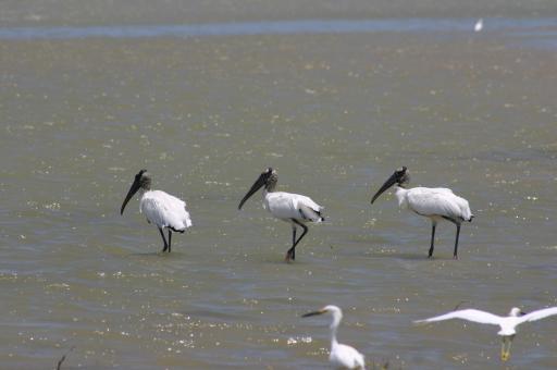 RESERVA LOS EBANOS