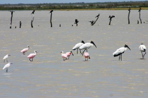 RESERVA LOS EBANOS